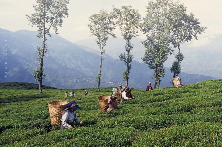 Darjeeling Tea Gardens Complete List 90 Tea Estate - Lelow Online