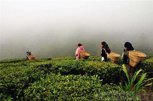 rohini tea estate