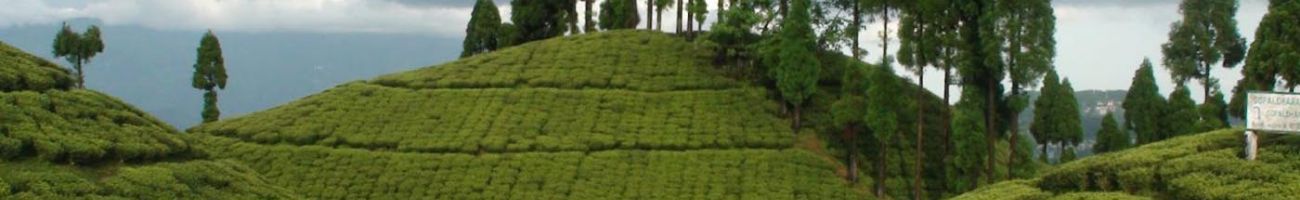 tea garden